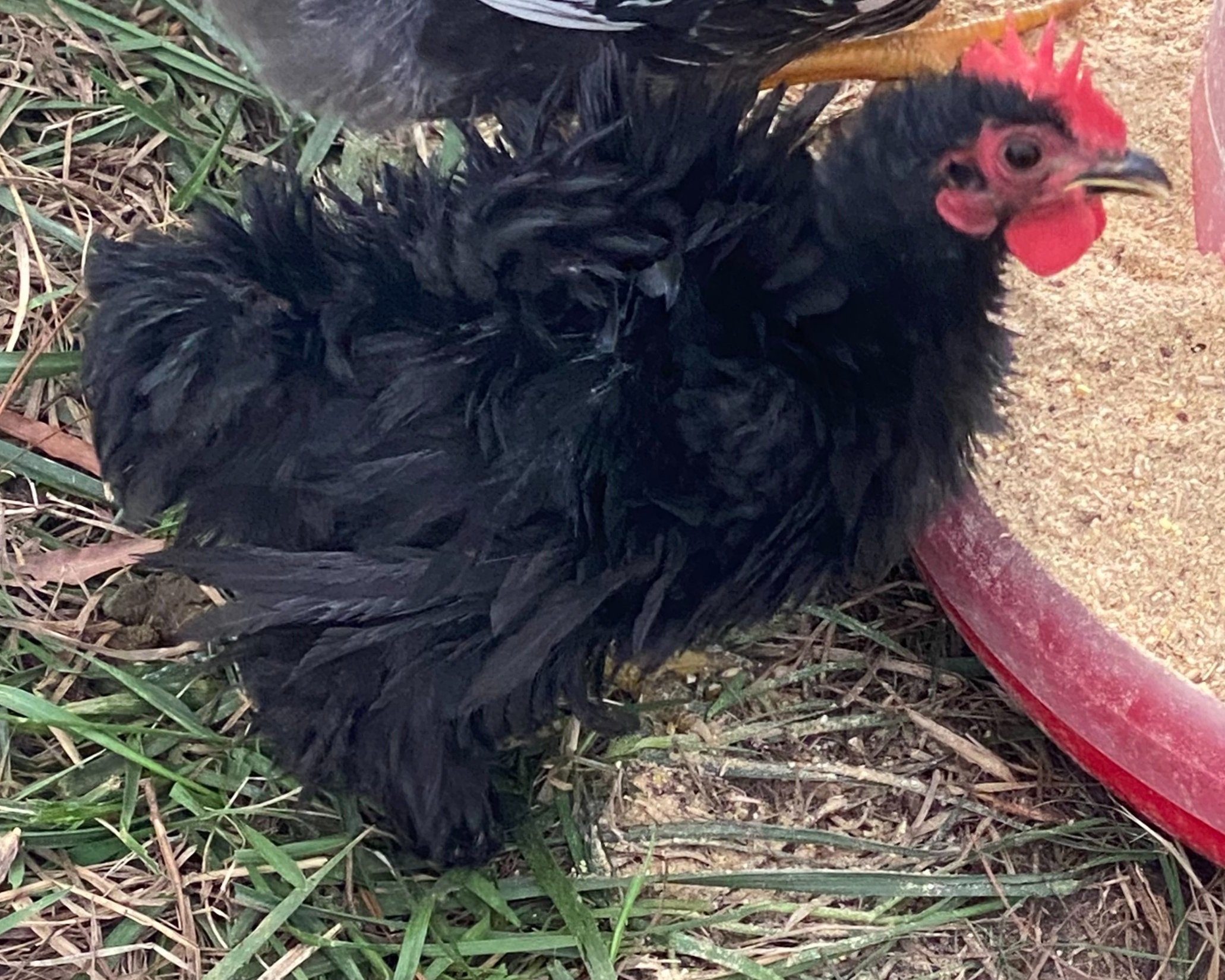 Misty+hawk+-+0C1A95DA-5AD2-4CC9-9F8E-A6C92F0C69CB Black feathered chicken standing on grass near a red feeder, showcasing its distinctive fluffy plumage and bright red comb.
