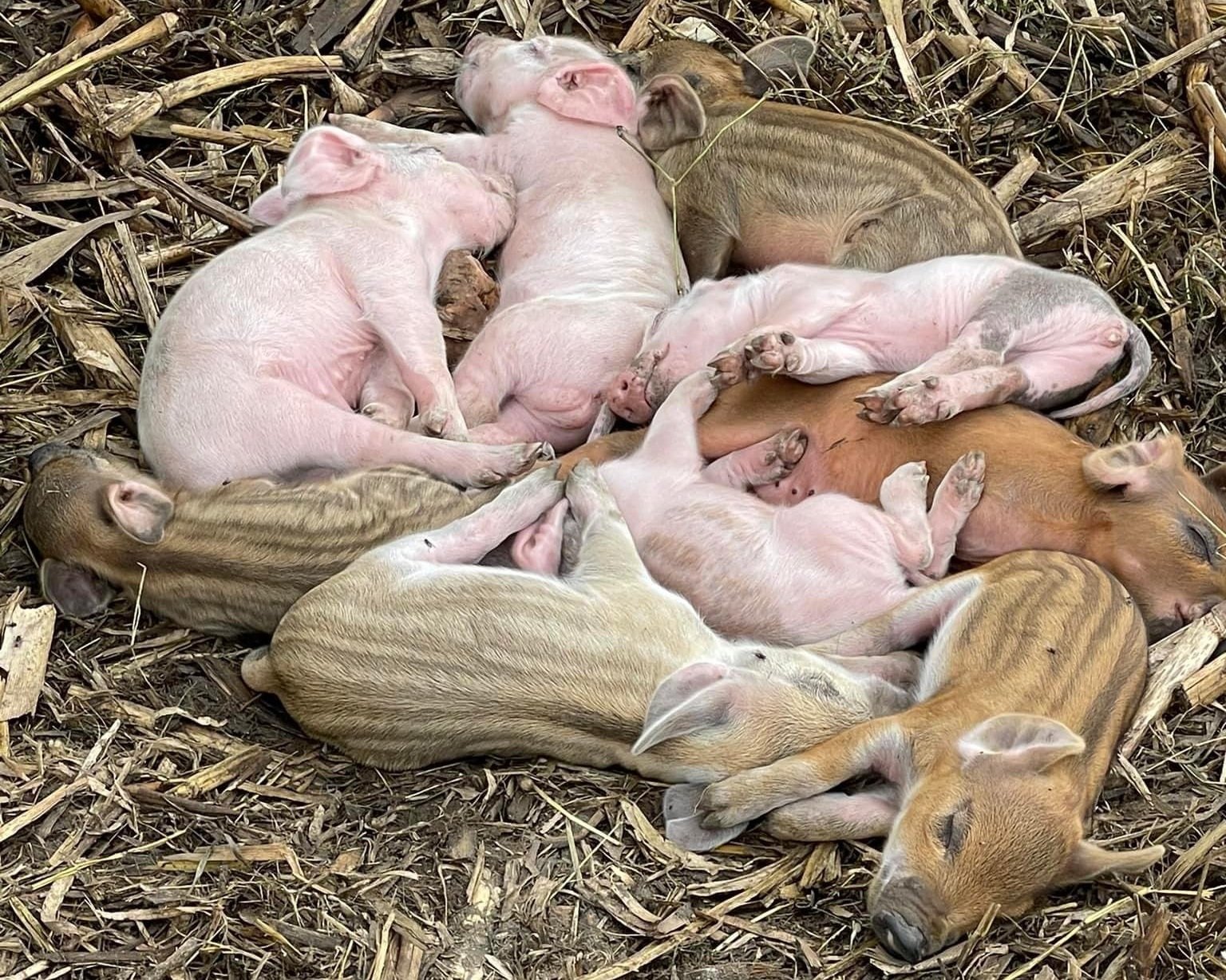 Misty+hawk+-+F7C941A6-9526-47AD-96E8-CC9FFAE50236 A cozy group of piglets sleeping together on a bed of straw, showcasing various colors and patterns, including pink, light brown, and striped fur.